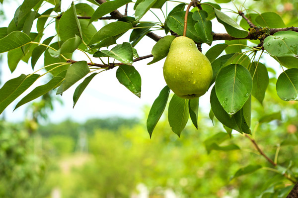 Obstbaumschnitt